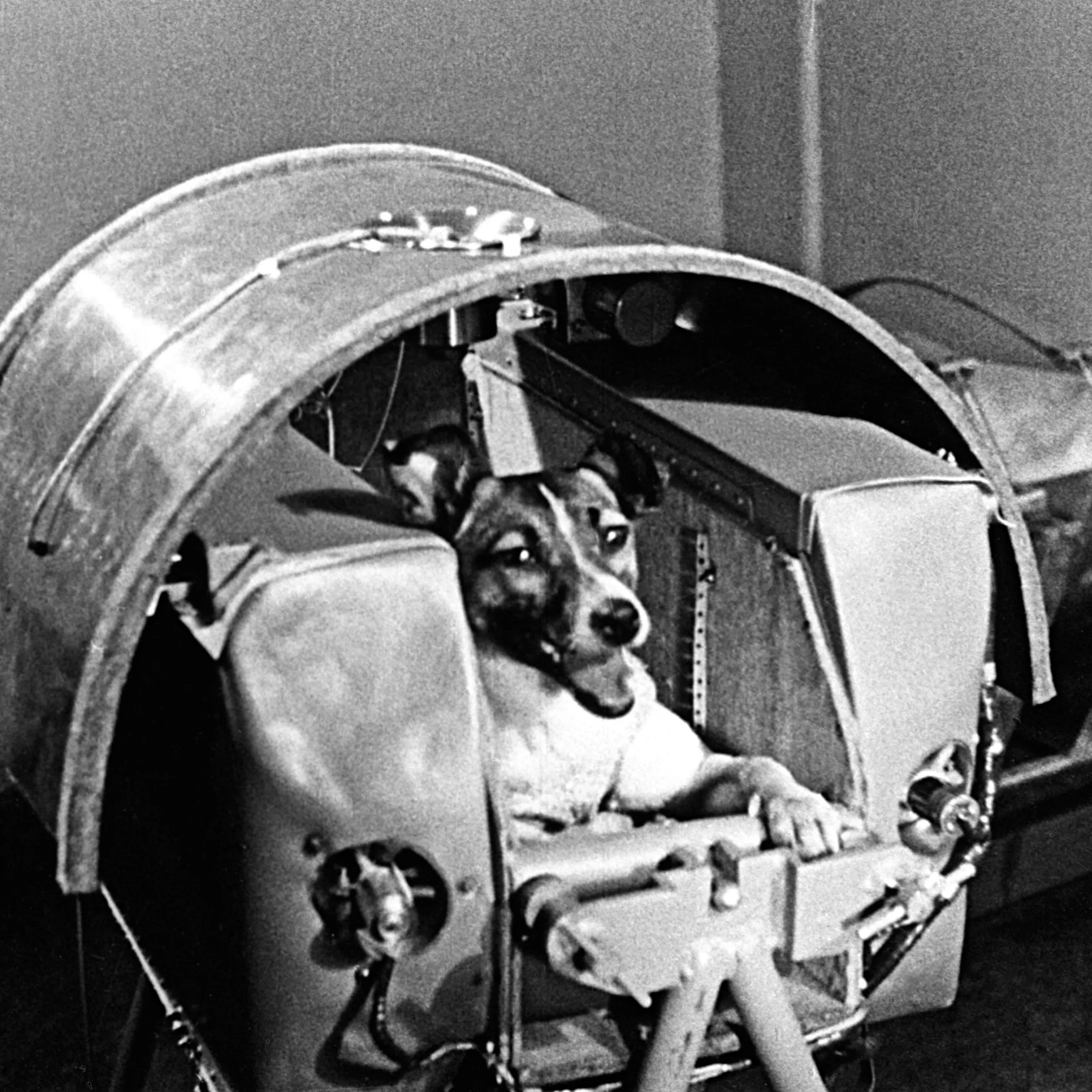 laika-sputnik2